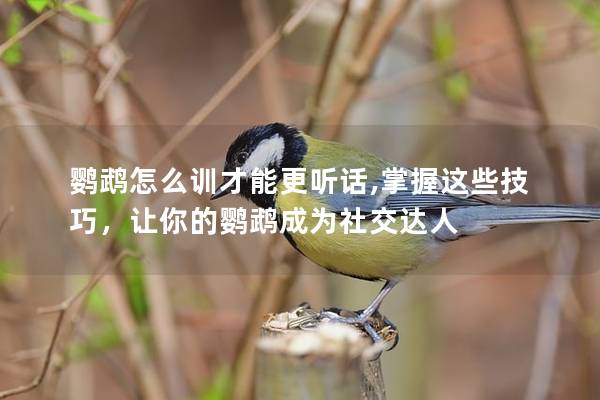 鸚鵡怎么訓才能更聽話,掌握這些技巧，讓你的鸚鵡成為社交達人